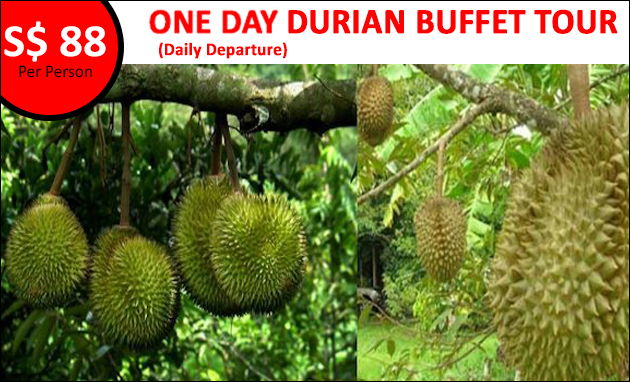 Durian Tour